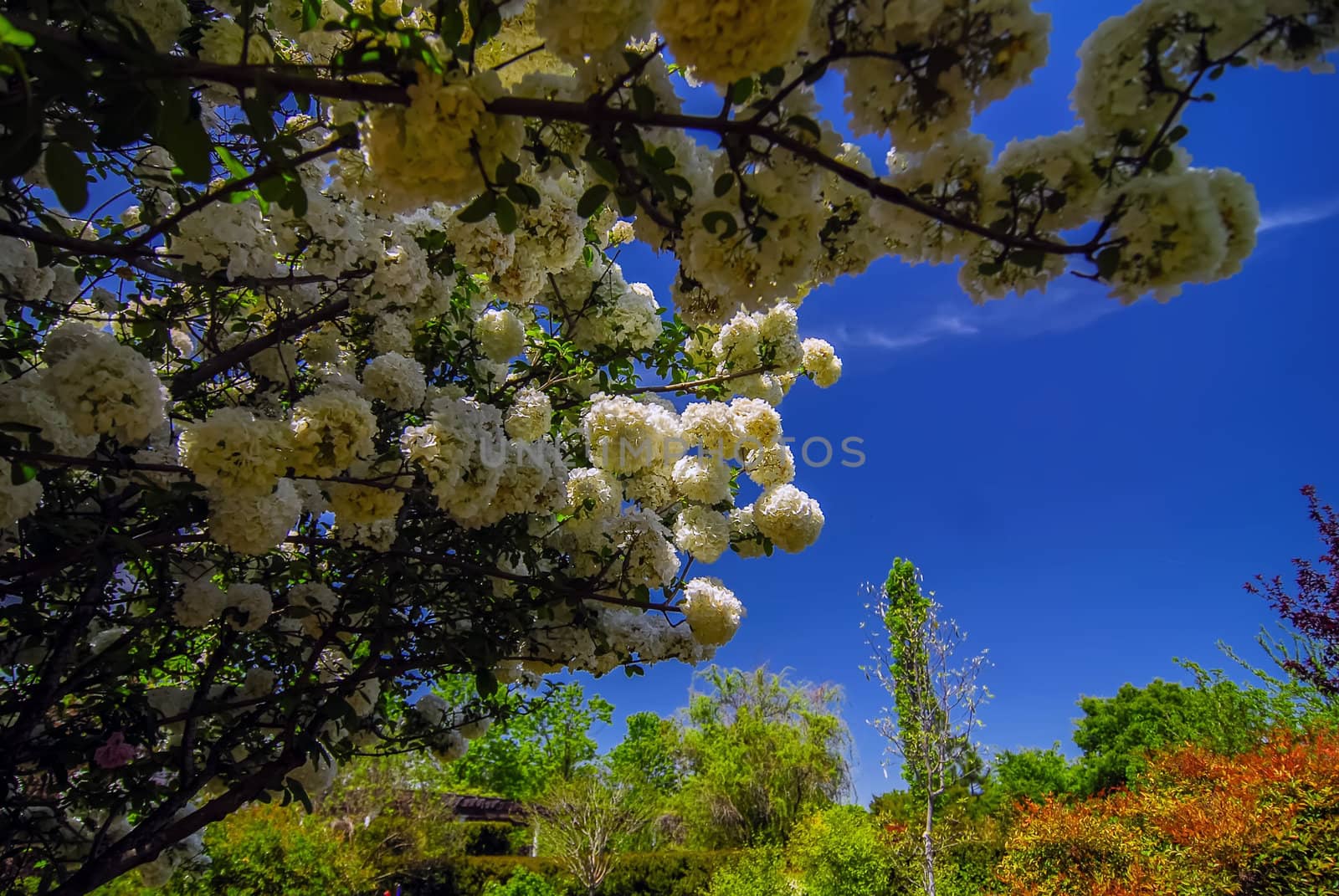 Viburnum opulus Compactum bush with white flowers (selective foc by digidreamgrafix