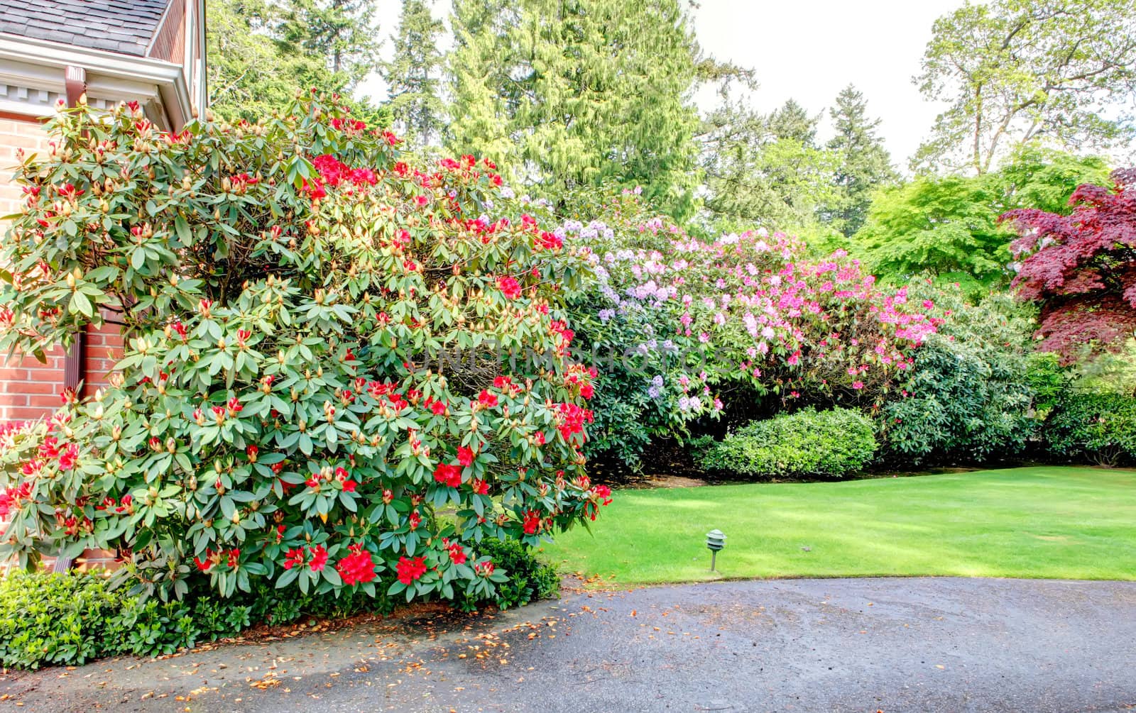 Large bushes of rhododendrons in colorful bloom. Northwest, end of May.
