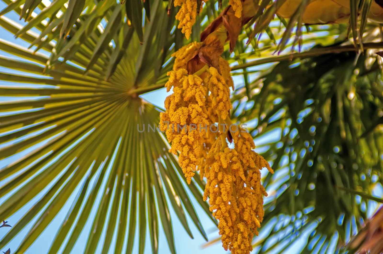 Close up background photo of bright green contrast palm tree leaf