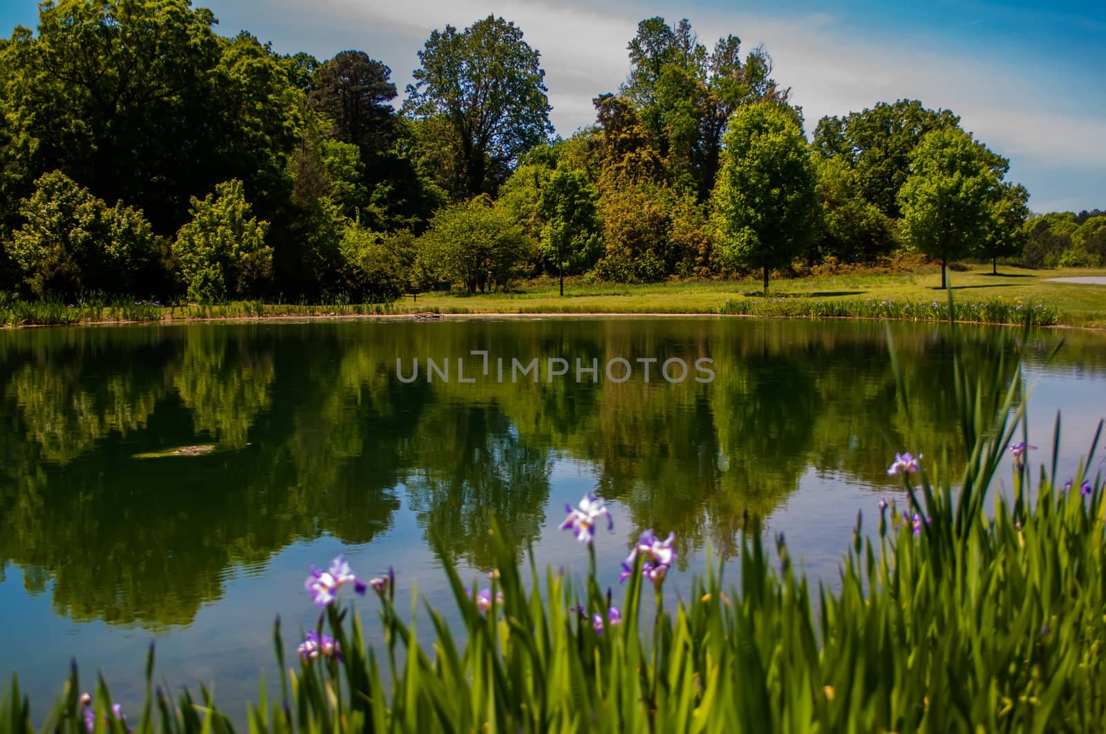 Nature reflection on water with blue iris