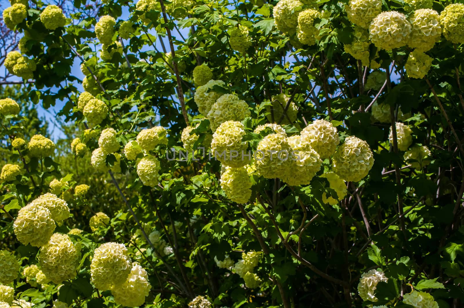 Viburnum opulus Compactum bush with white flowers (selective focus on flowers)