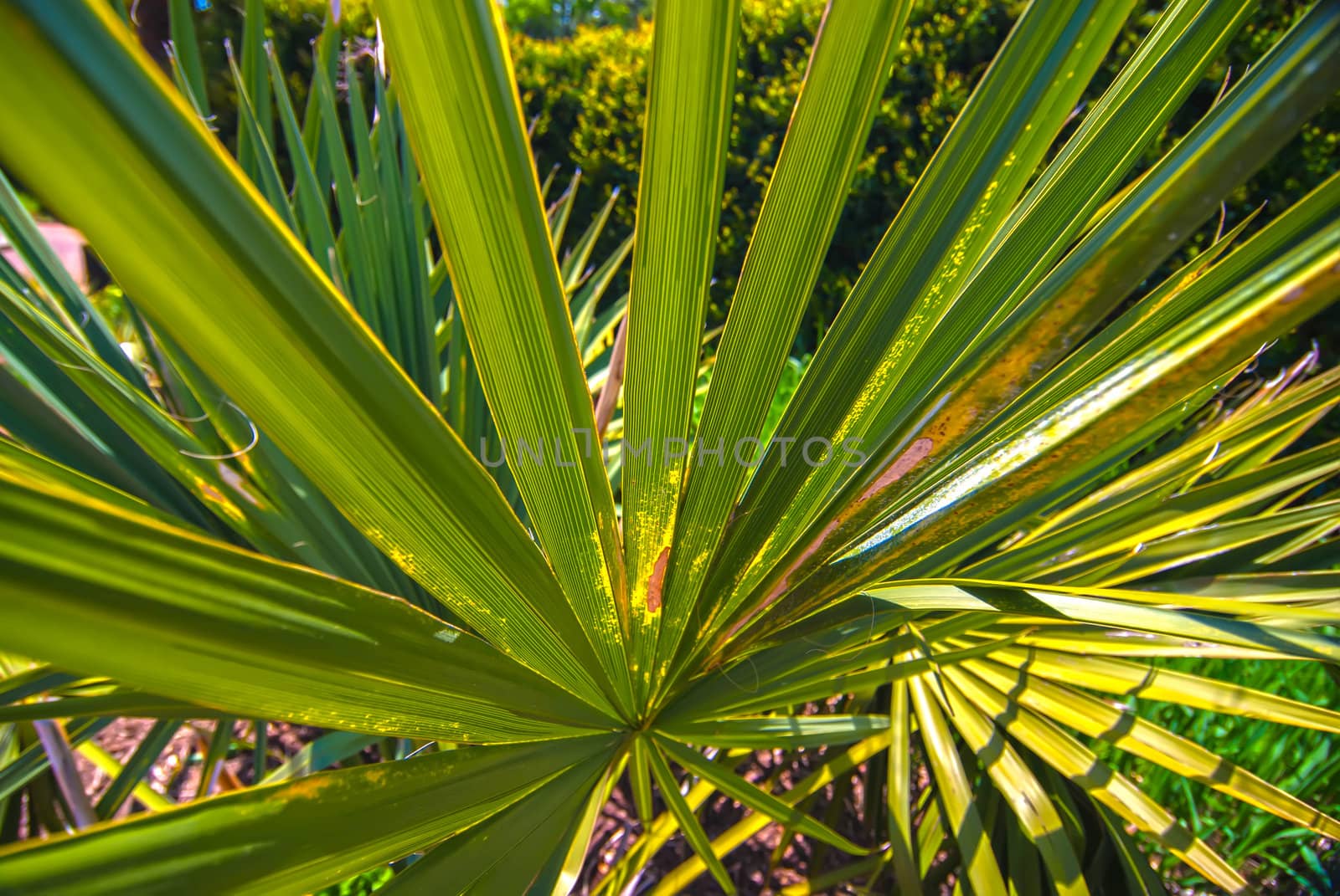 Close up background photo of bright green contrast palm tree leaf