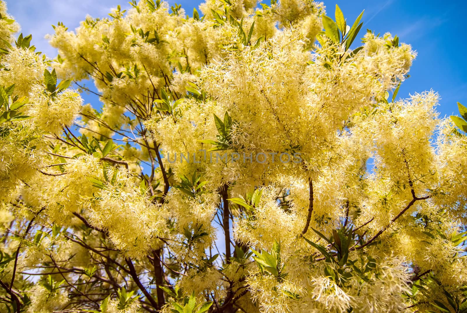 White, fleecy blooms  hang on the branches of fringe tree by digidreamgrafix