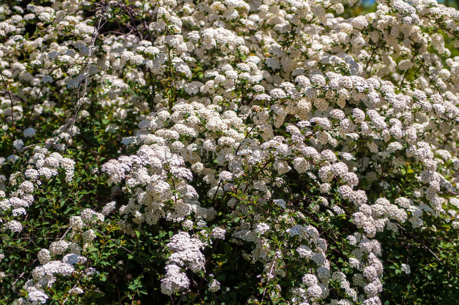 Spiraea blossoms white flowers by digidreamgrafix