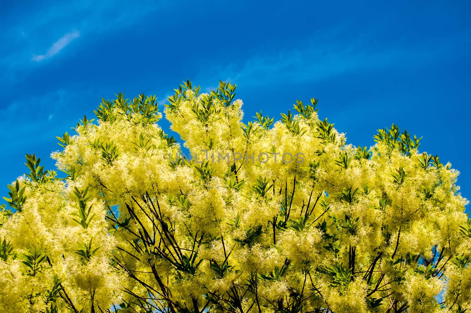 White, fleecy blooms  hang on the branches of fringe tree - Chionanthus virginicus