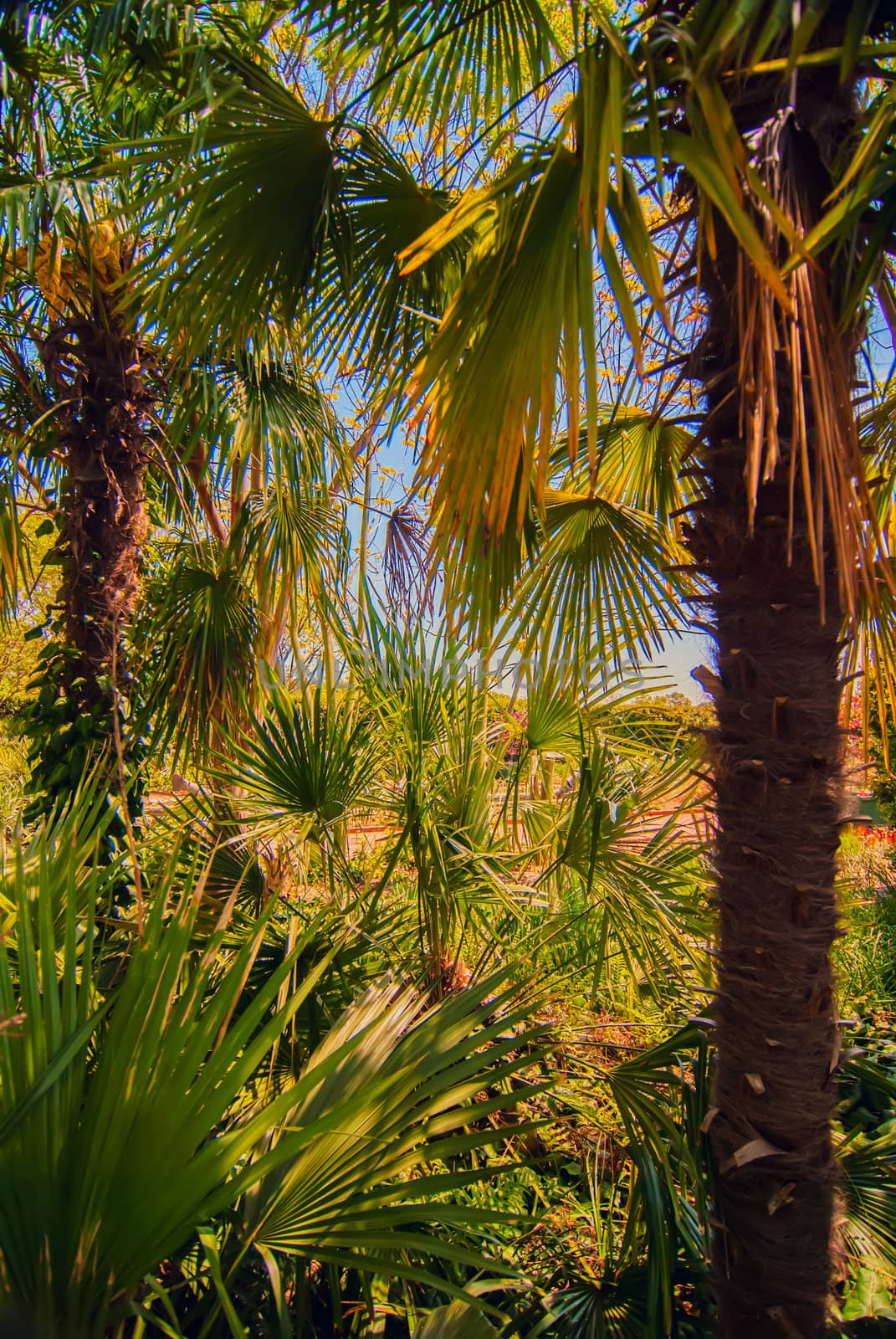 Tropical forest, palm trees during day sunlight