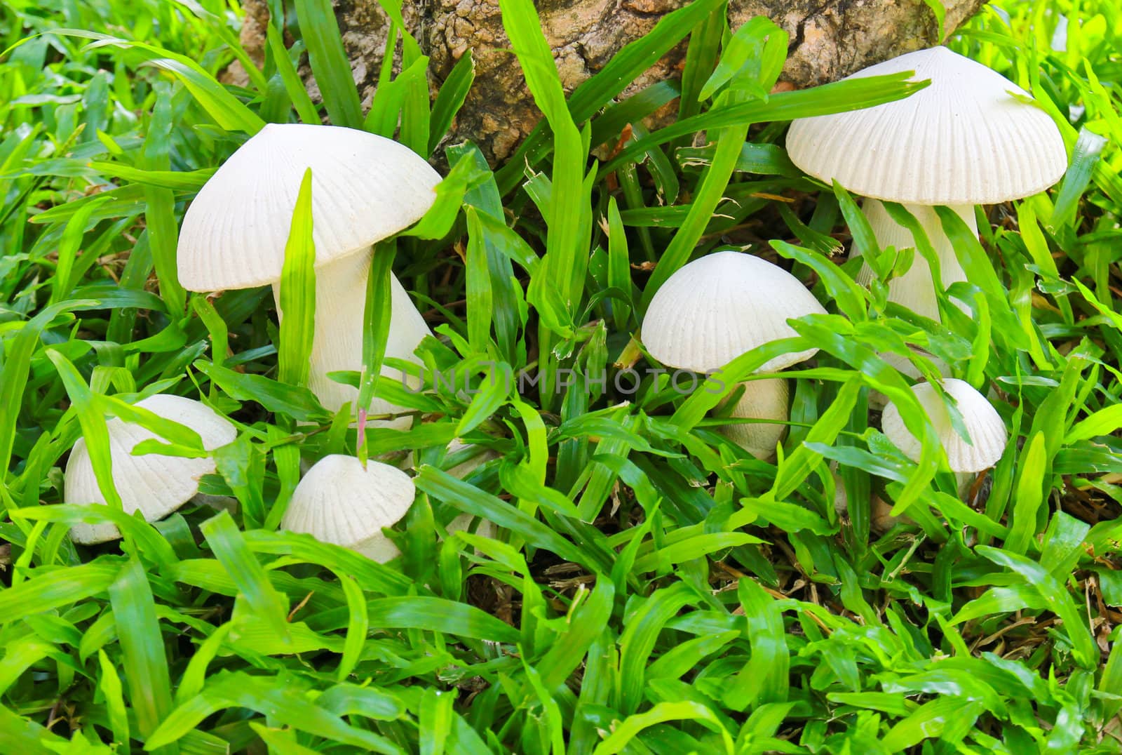 Ceramic sculpture mushroom in garden by nuchylee