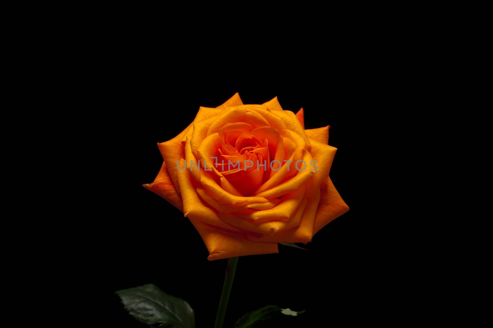 Close up image of single orange rose 