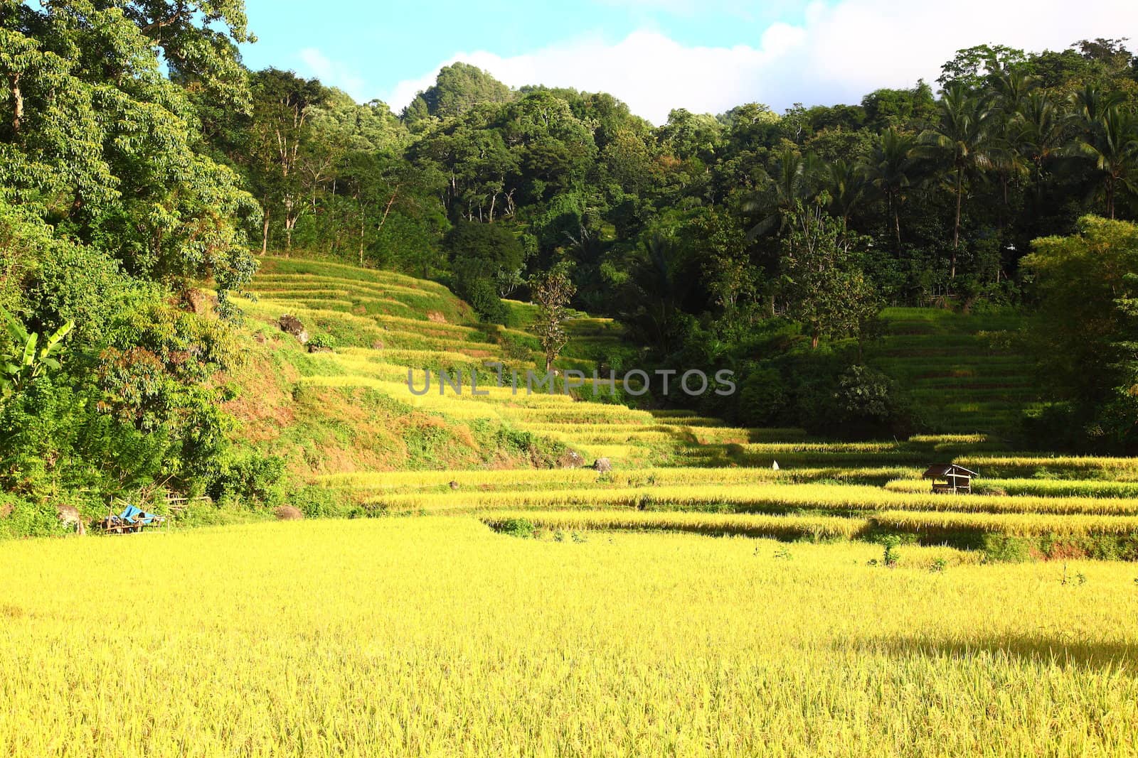 Beautiful countryside scenery, South Sulawesi Indonesia