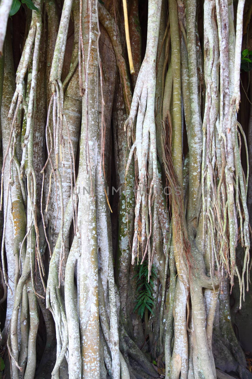 Banyan tree which grows near Mendut lifetime with the temple itself, as usual telltales swings for children