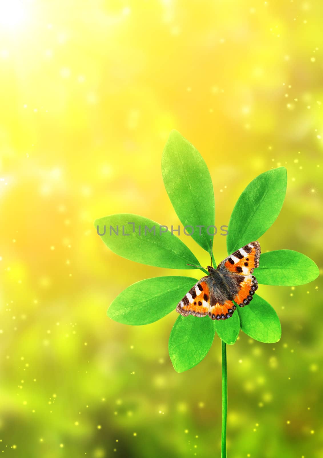 Summer background with green leaf and butterfly