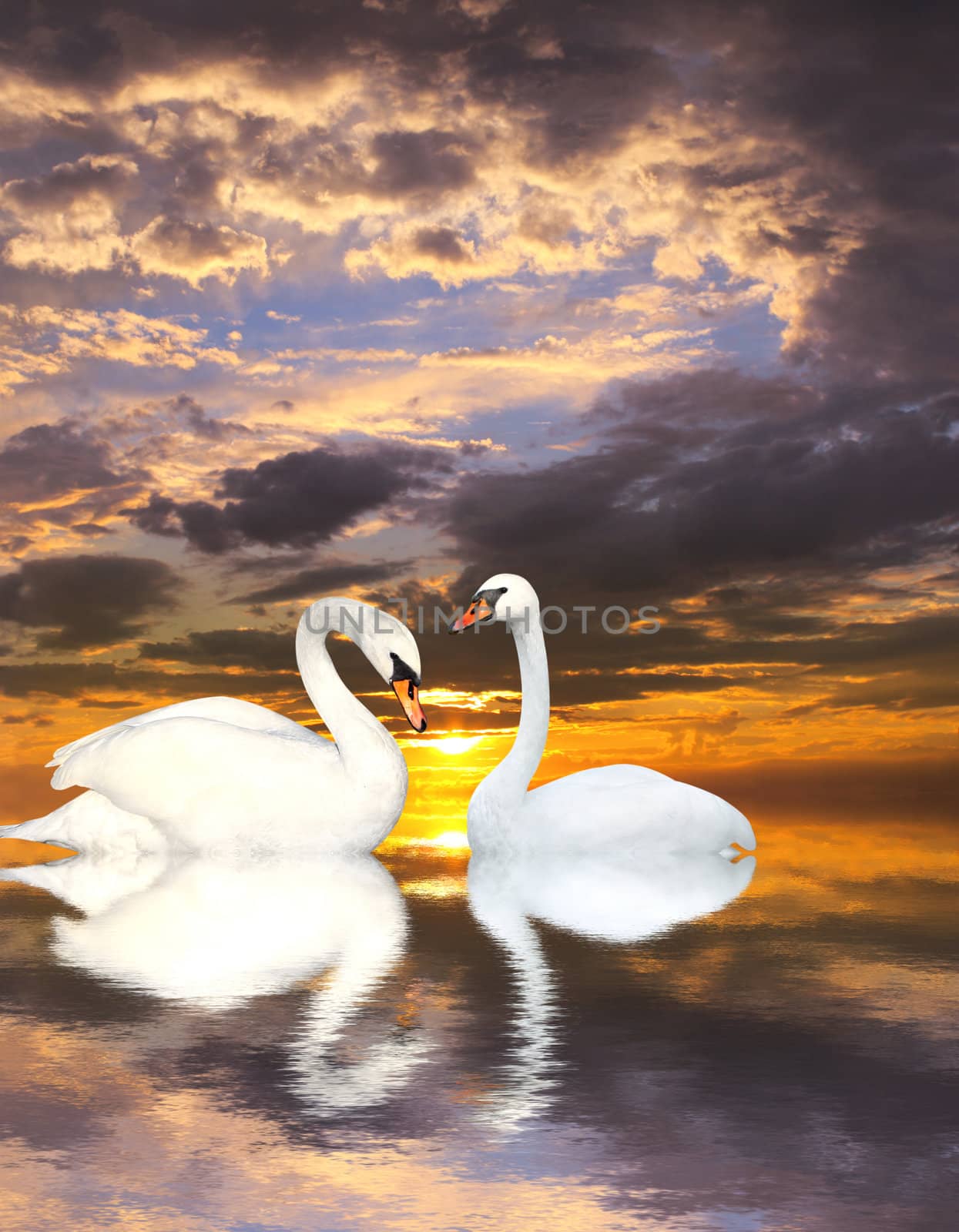 Two white swans