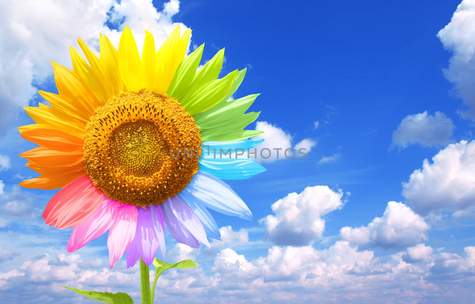 Sunflower painted in different colors by frenta