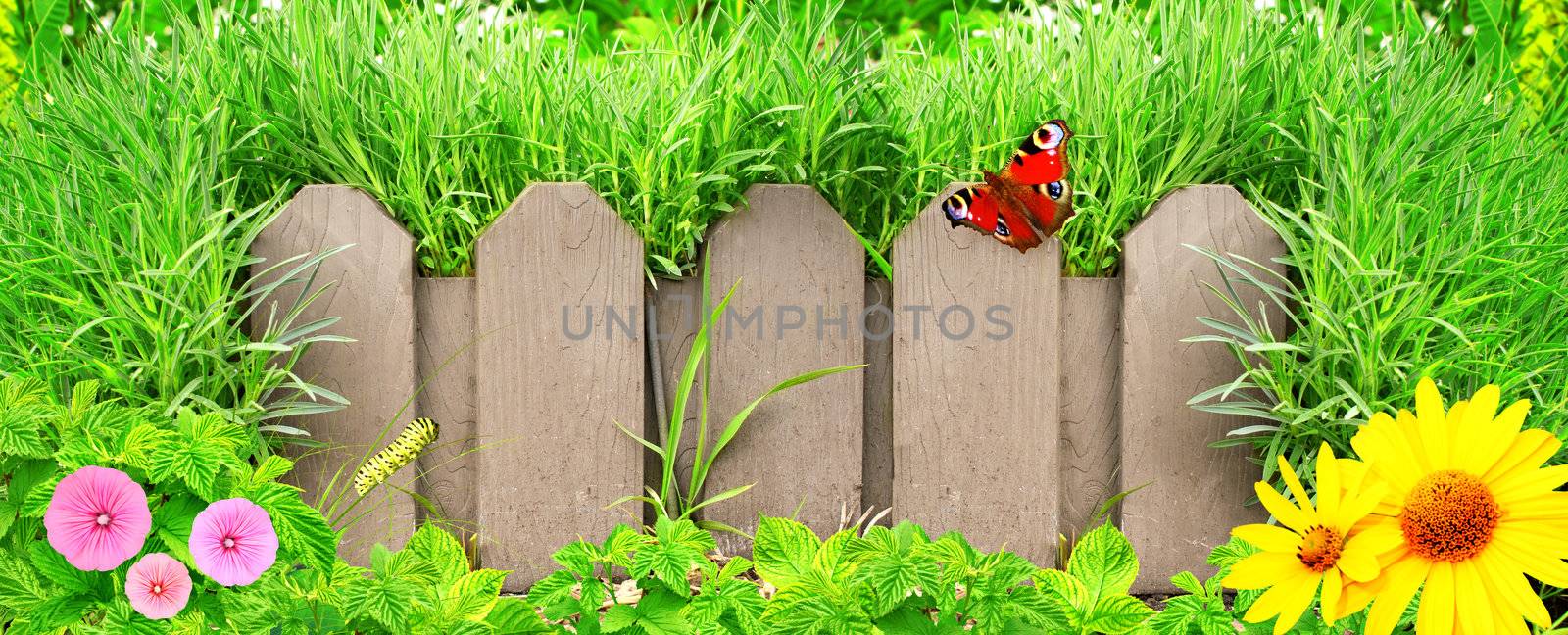 Wooden fence, flowers and green grass by frenta