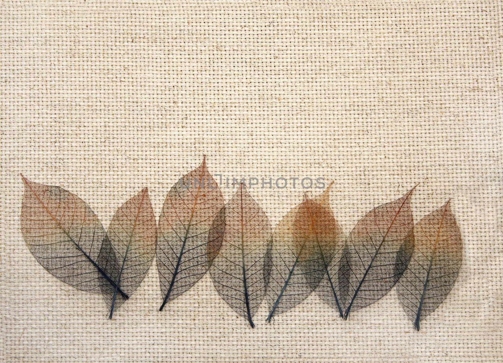 Leaves on canvas texture by frenta