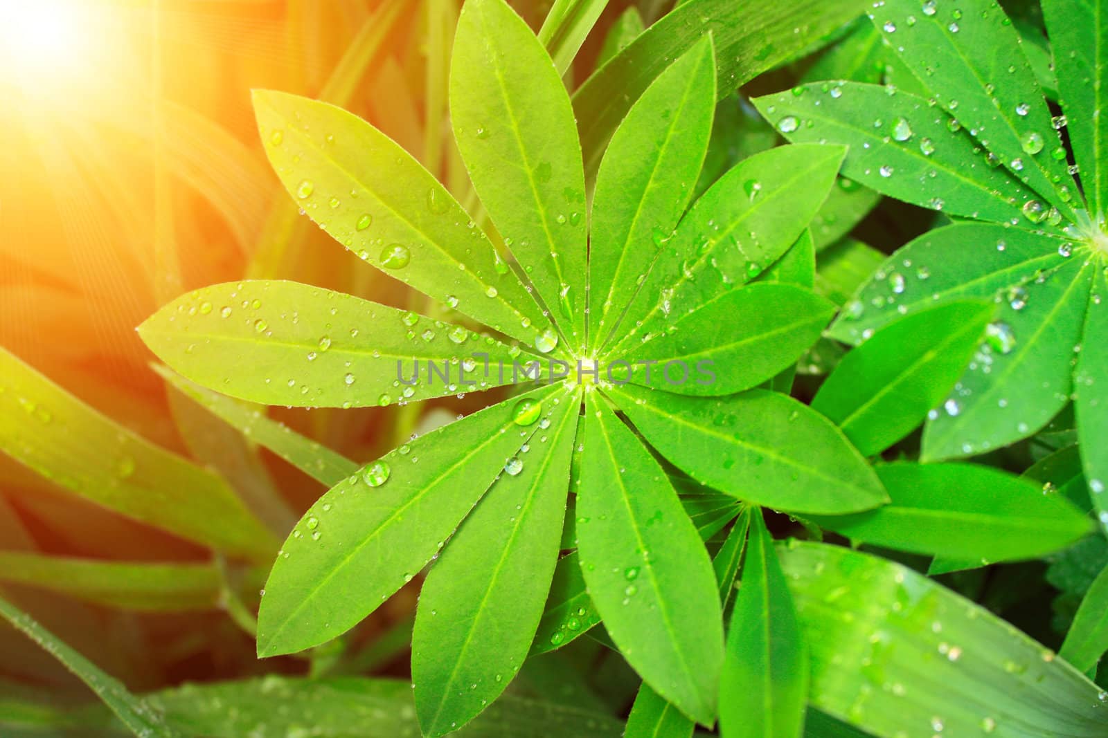 Rain drops on a green leaves of lupine