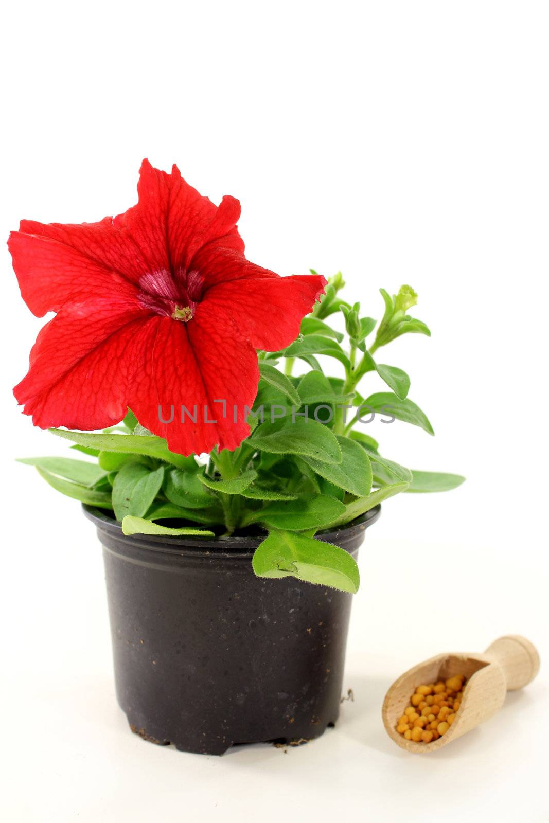 a shovel of slow release fertilizer in front of white background