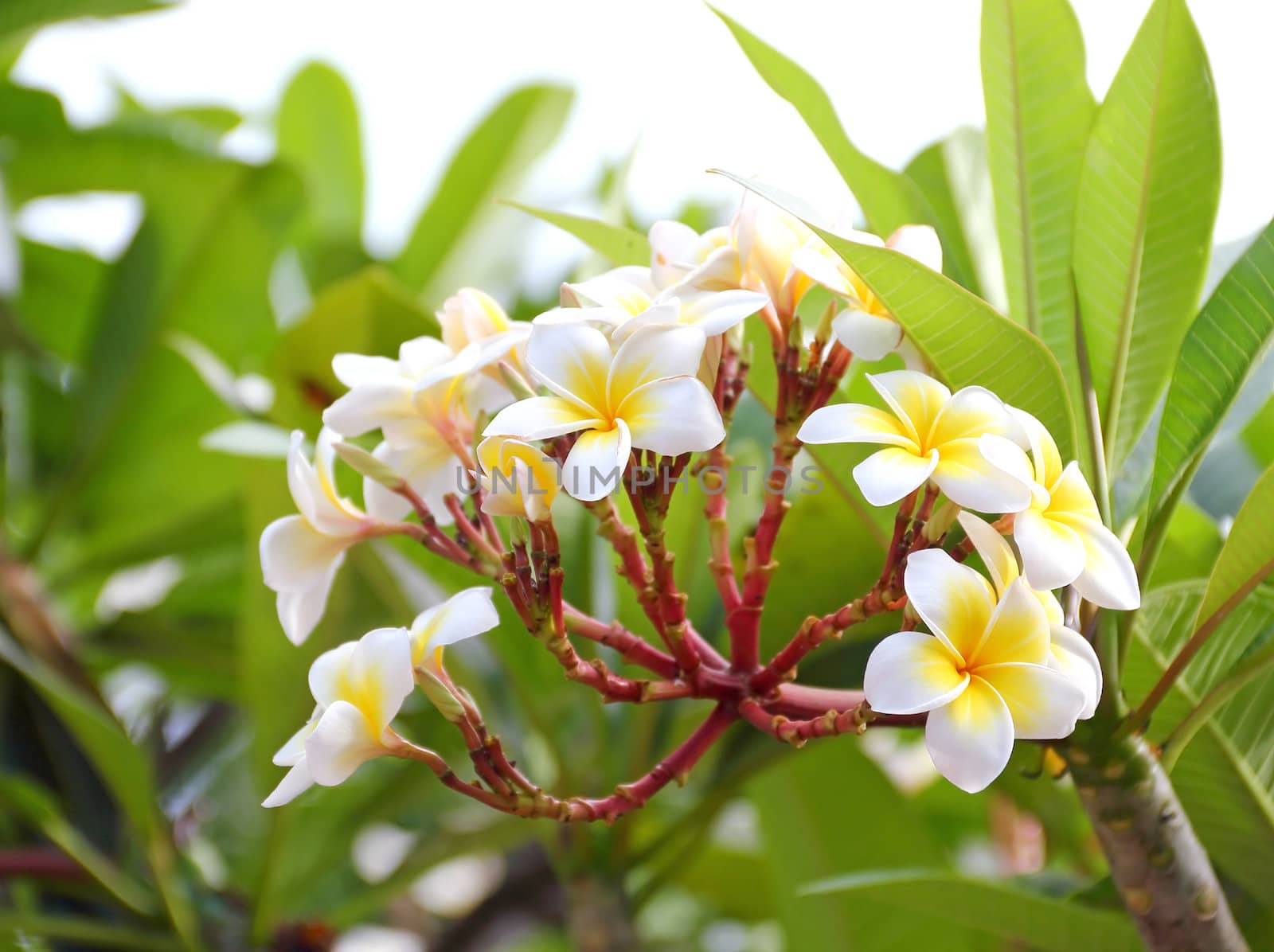 Close up of frangipani (plumeria) flower blooming