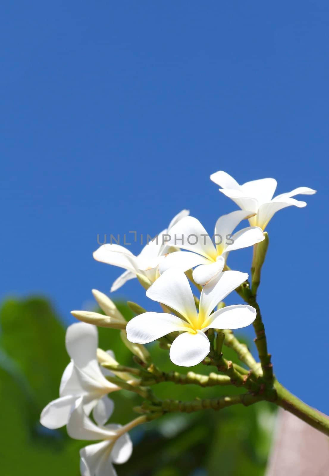Frangipani (plumeria) flower blooming against the blue sky