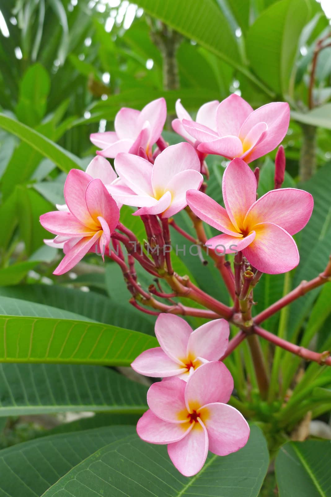 Frangipani flowers in a garden