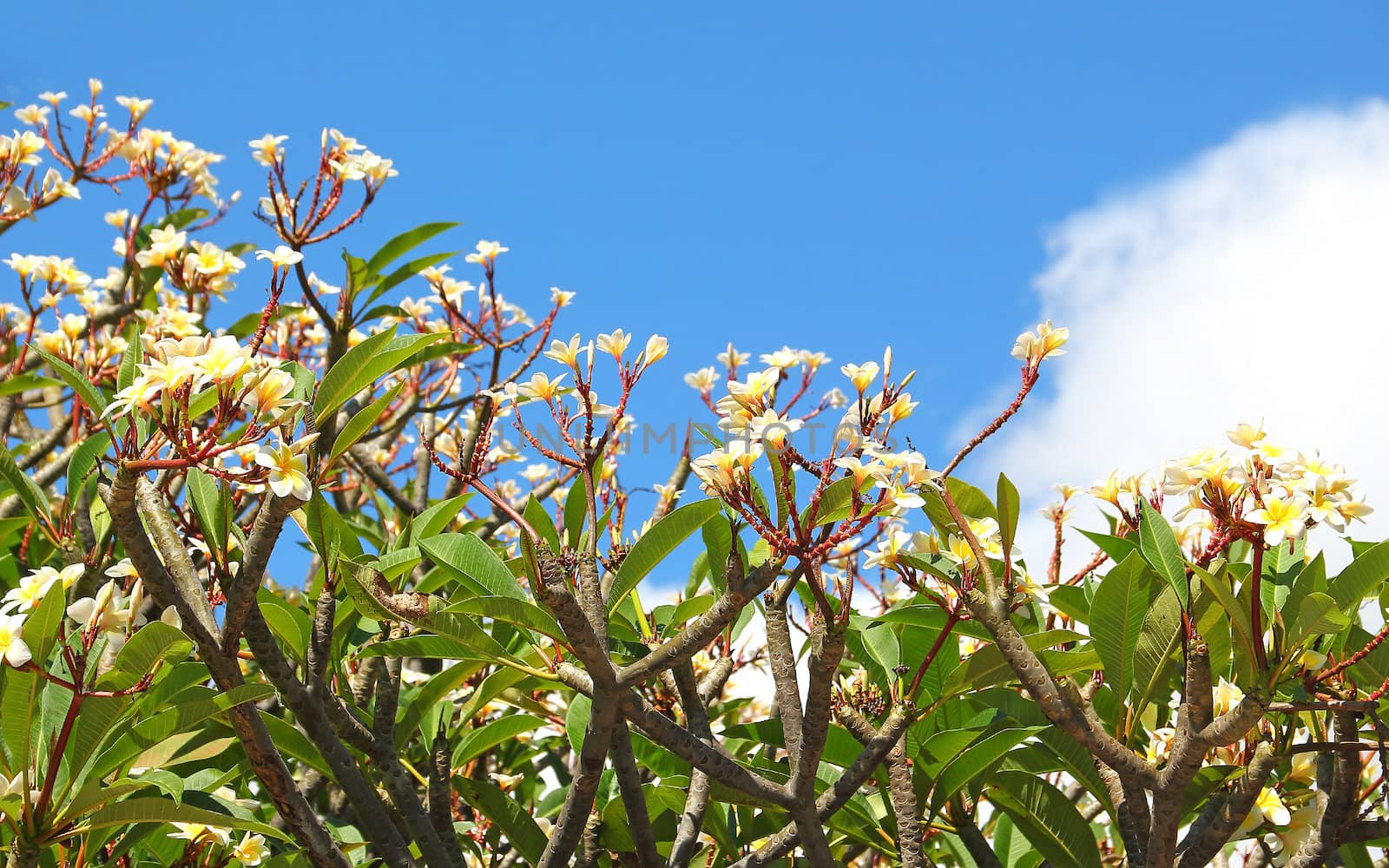 Group of frangipani (plumeria) flower blooming against the blue sky