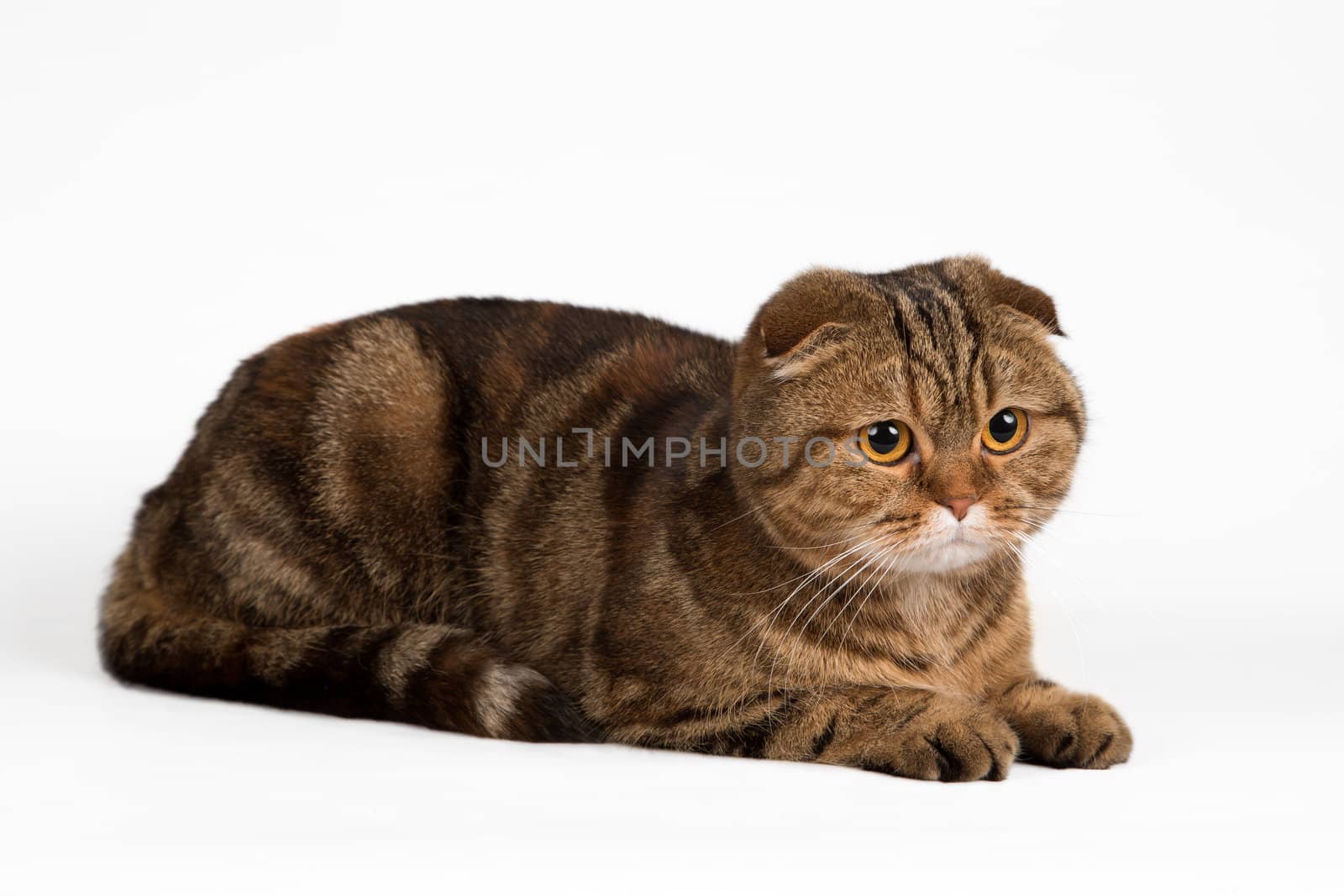 A portrait of Scottish fold on white background