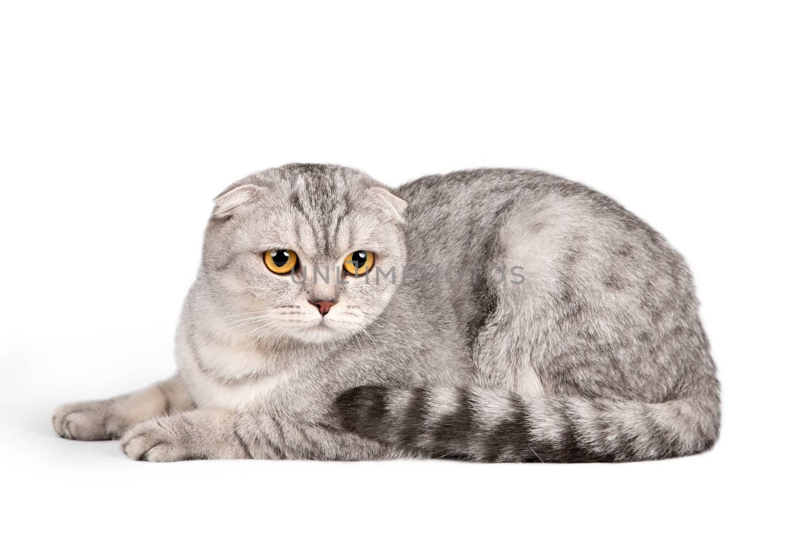 A portrait of Scottish fold on white background