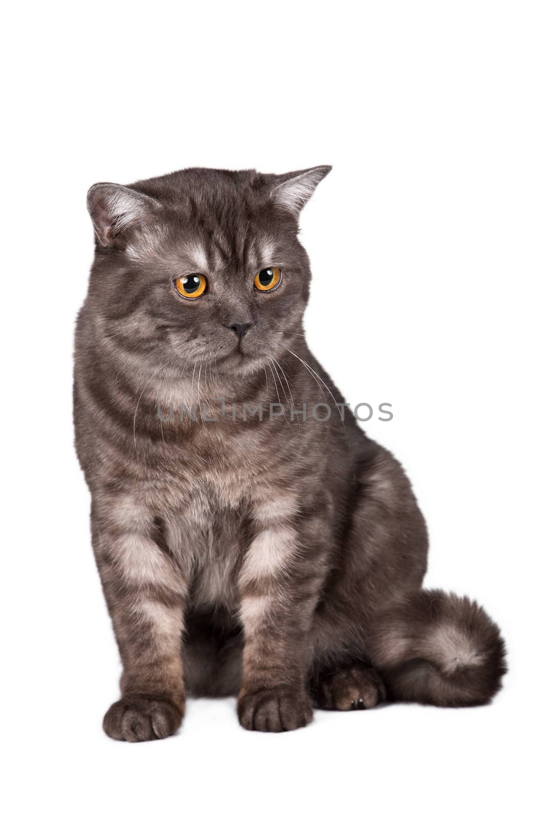 A portrait of a beautiful cat on white background