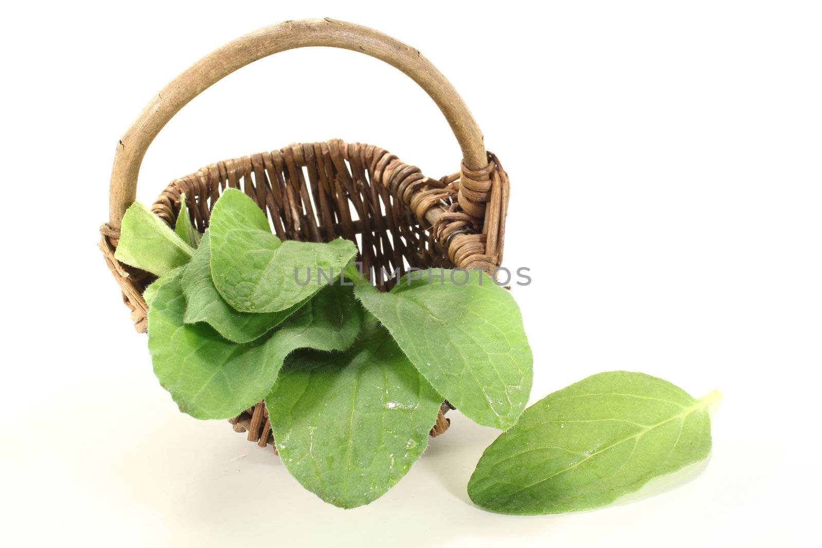 fresh borage in basket on a light background