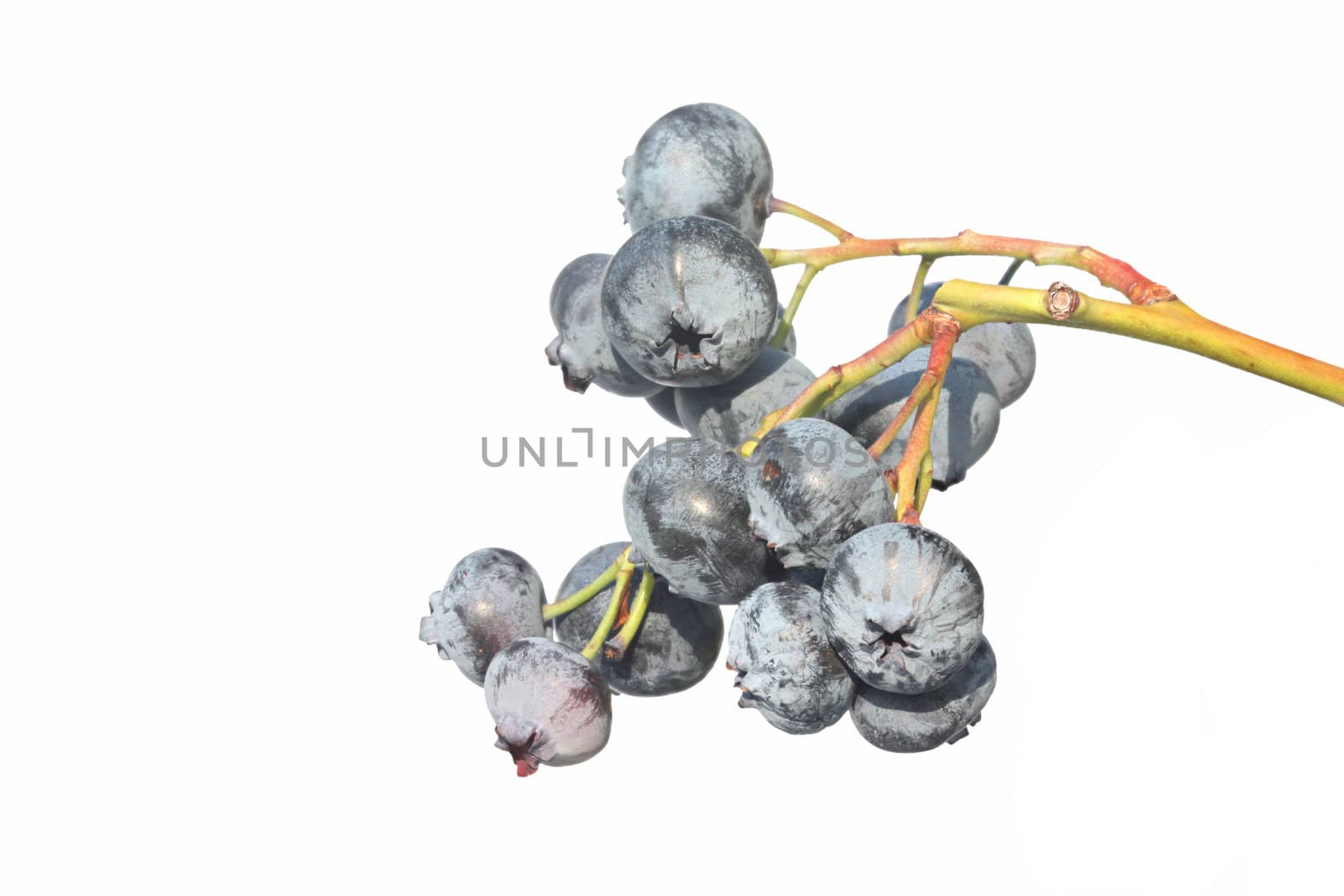 Stem with fresh blueberries from a home garden isolated against a white background