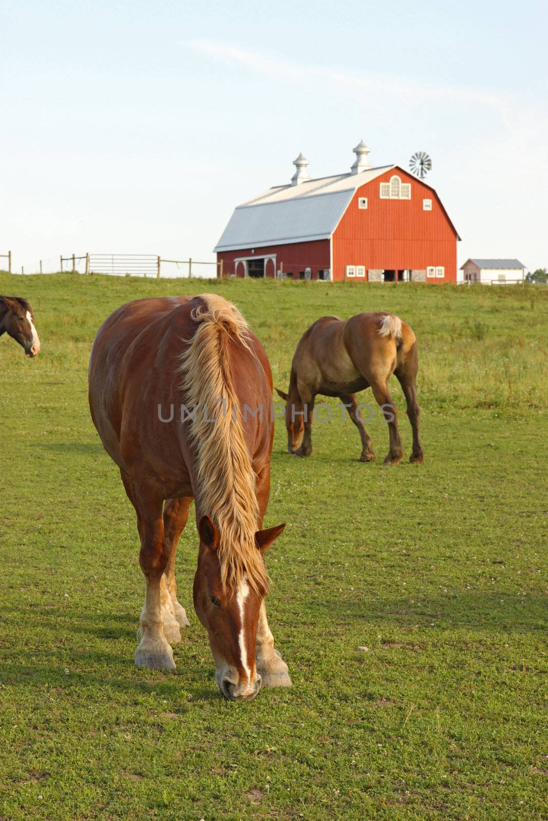 Belgian draft horses graze on a farm at Prophetstown State Park, Tippecanoe County, Indiana, with green grass and blue sky vertical