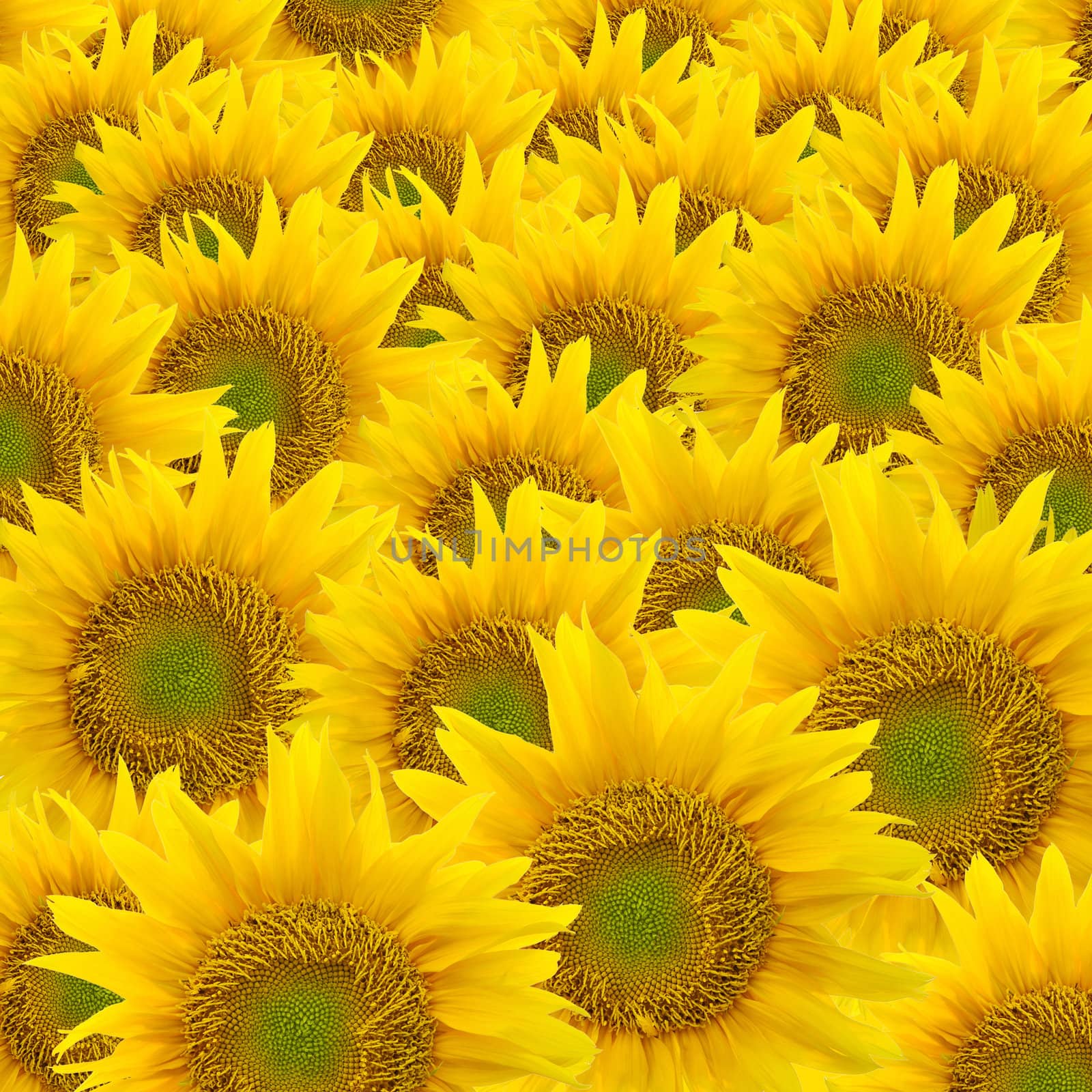 Sunflower background by antpkr