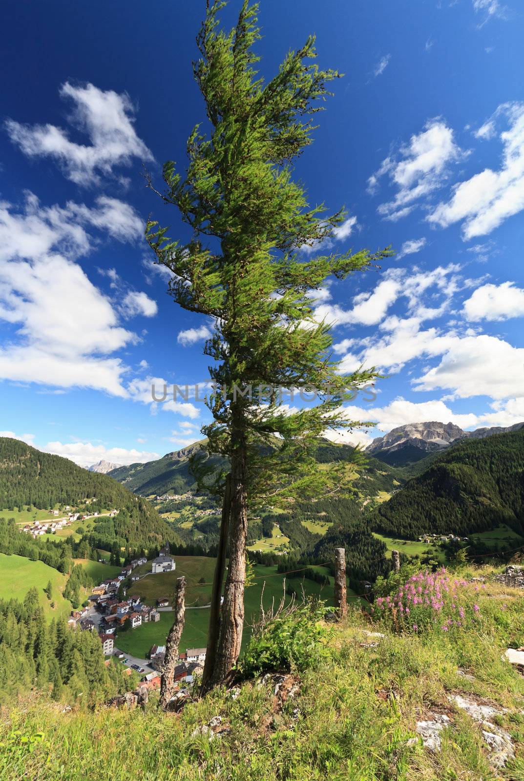larch over Cordevole valley in Ronch, Veneto, Italy
