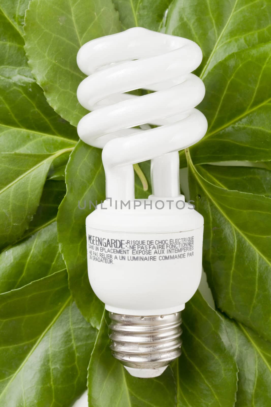Close up image of florescent bulb in green leaves 