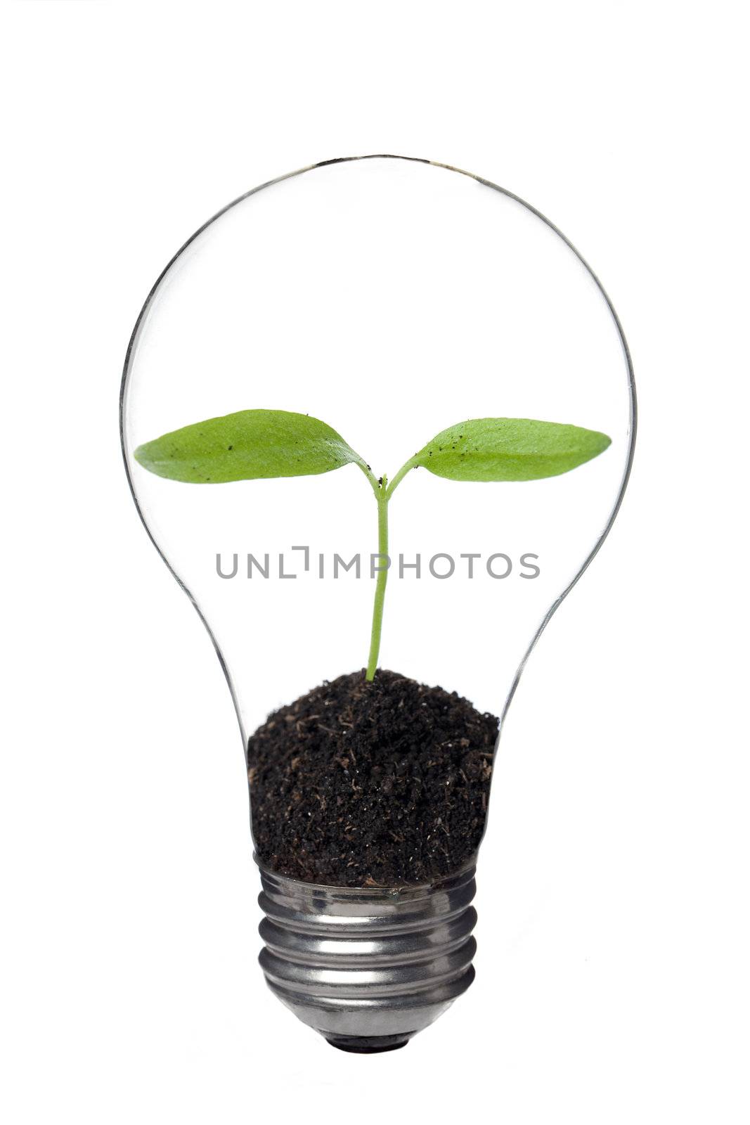 light bulb with plant inside by kozzi
