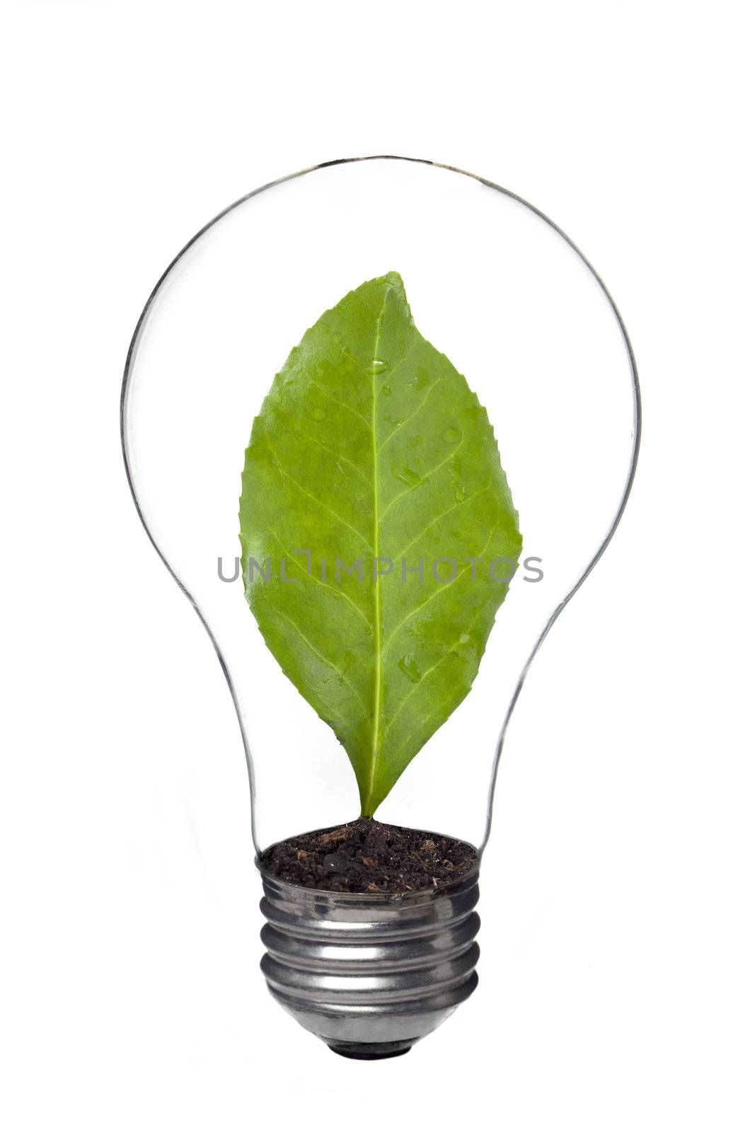 light bulb with leaf inside by kozzi