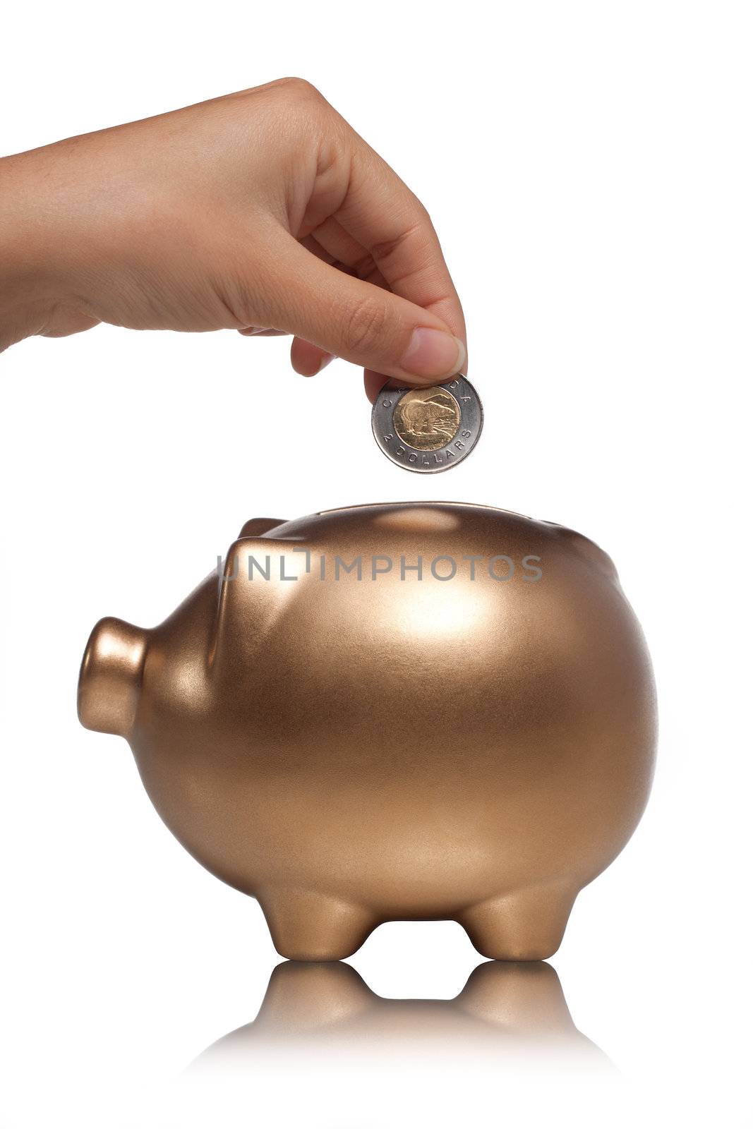 Close-up cropped shot of human hand putting coin in gold piggy bank on white background.