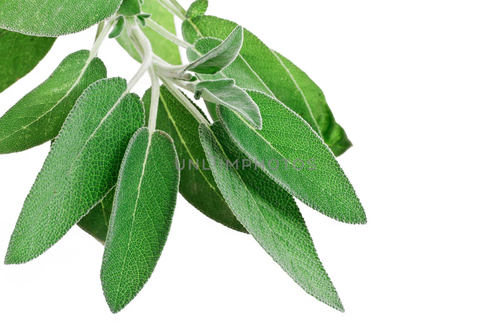 bunch of sage isolated on white background