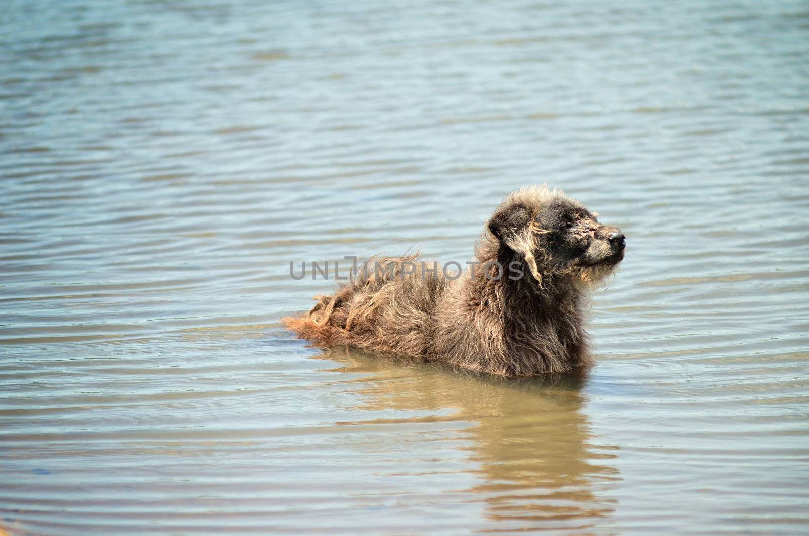 Stray dog in the water lake