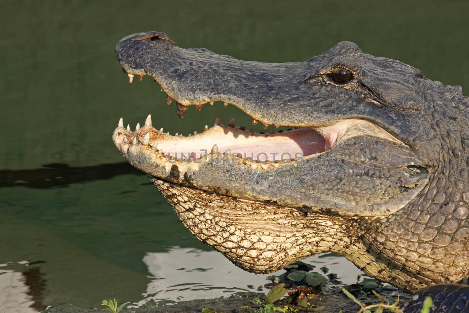 Head of an American alligator by sgoodwin4813