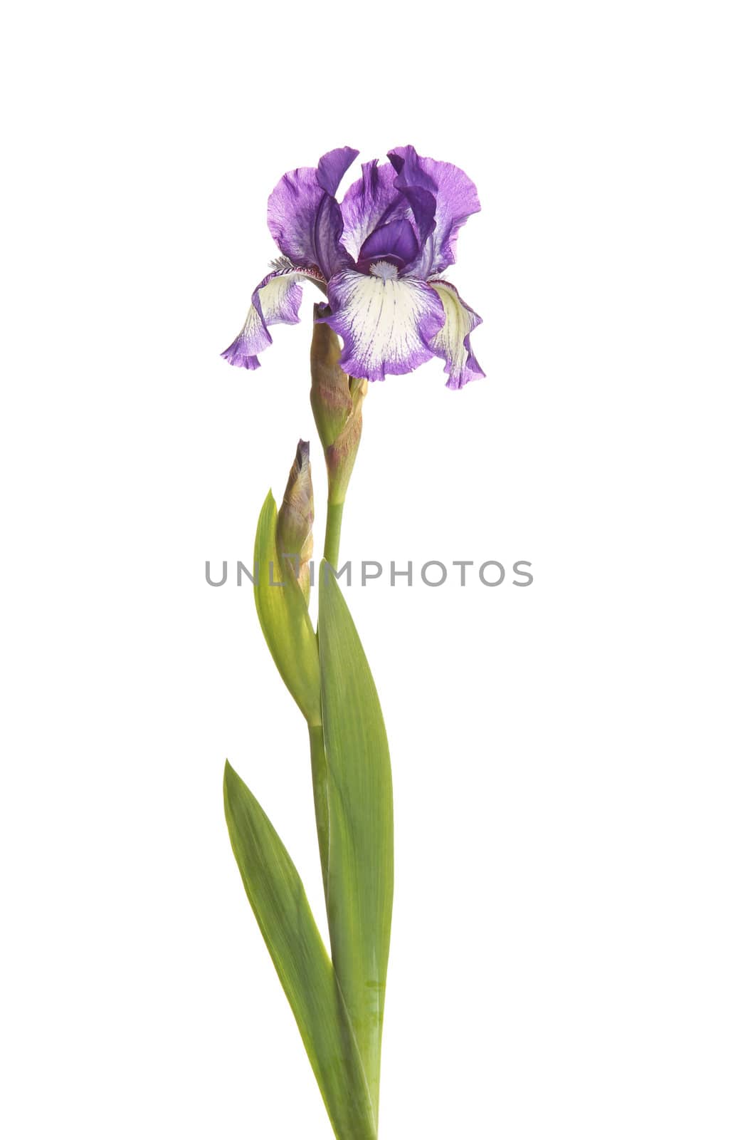 Stem with a purple and white plicata flower of bearded iris (Iris germanica) and two unopened buds isolated against a white background