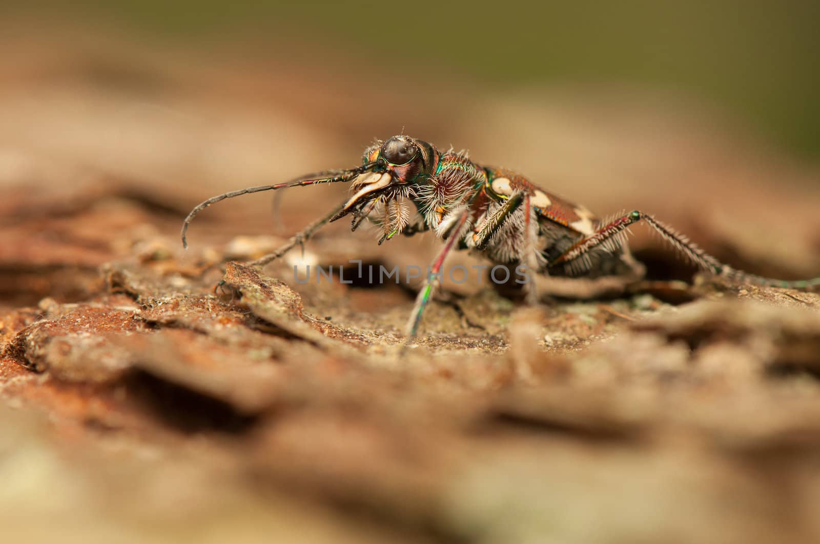 Cicindela hybrida