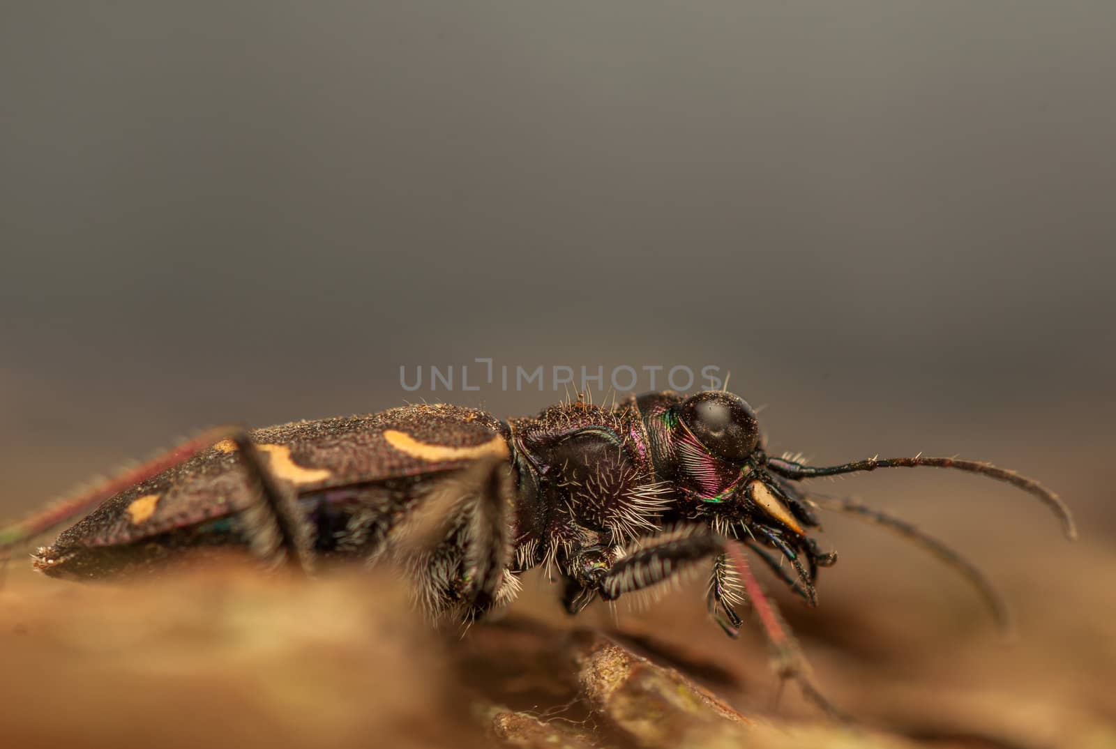 Cicindela hybrida by Gucio_55