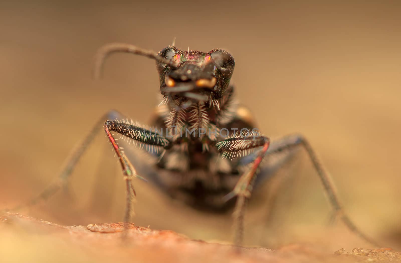 Cicindela hybrida by Gucio_55