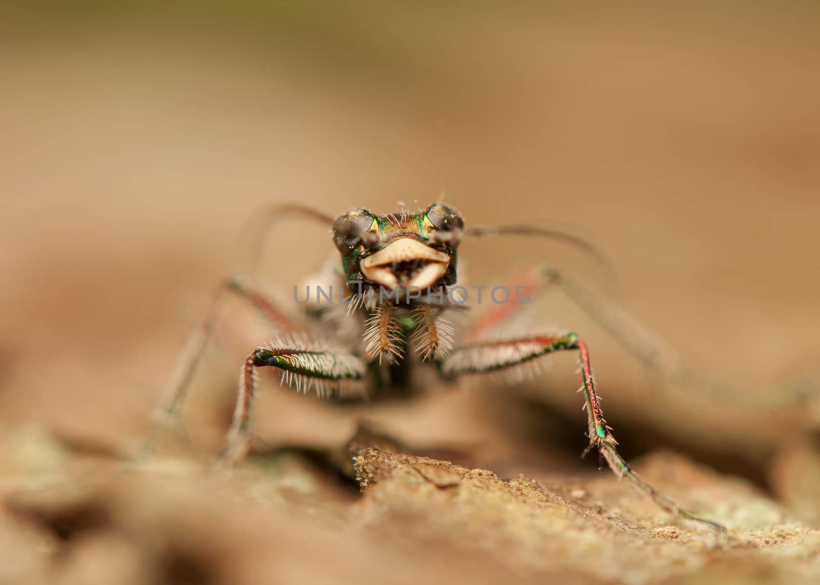 Cicindela hybrida by Gucio_55