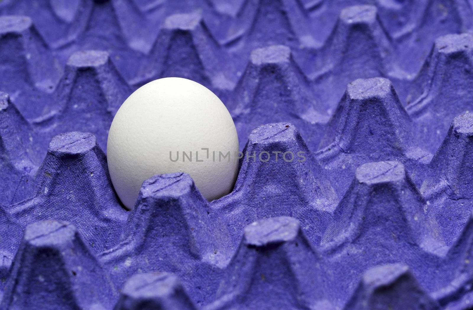 Single Chicken egg in paper tray by DNKSTUDIO