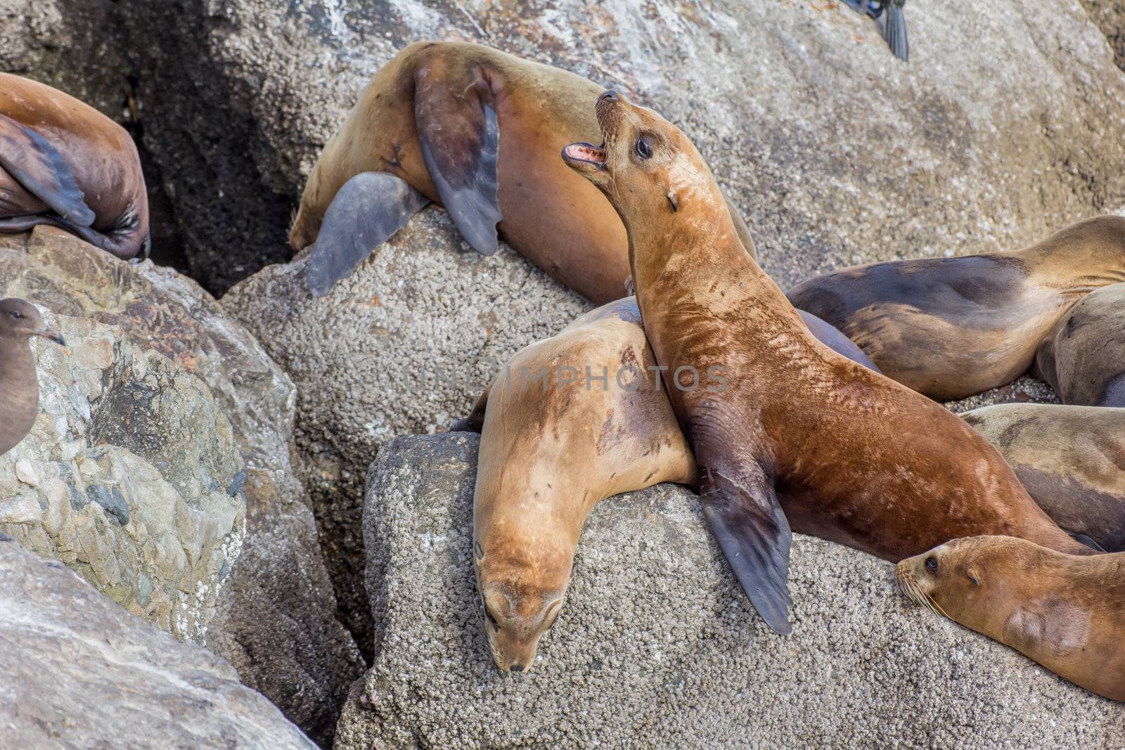 Monterey Bay Sea Lions by wolterk