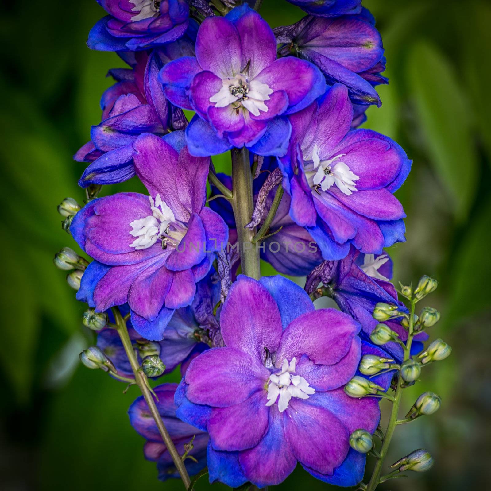 Blue Delphiniam Macro With Green Backdrop