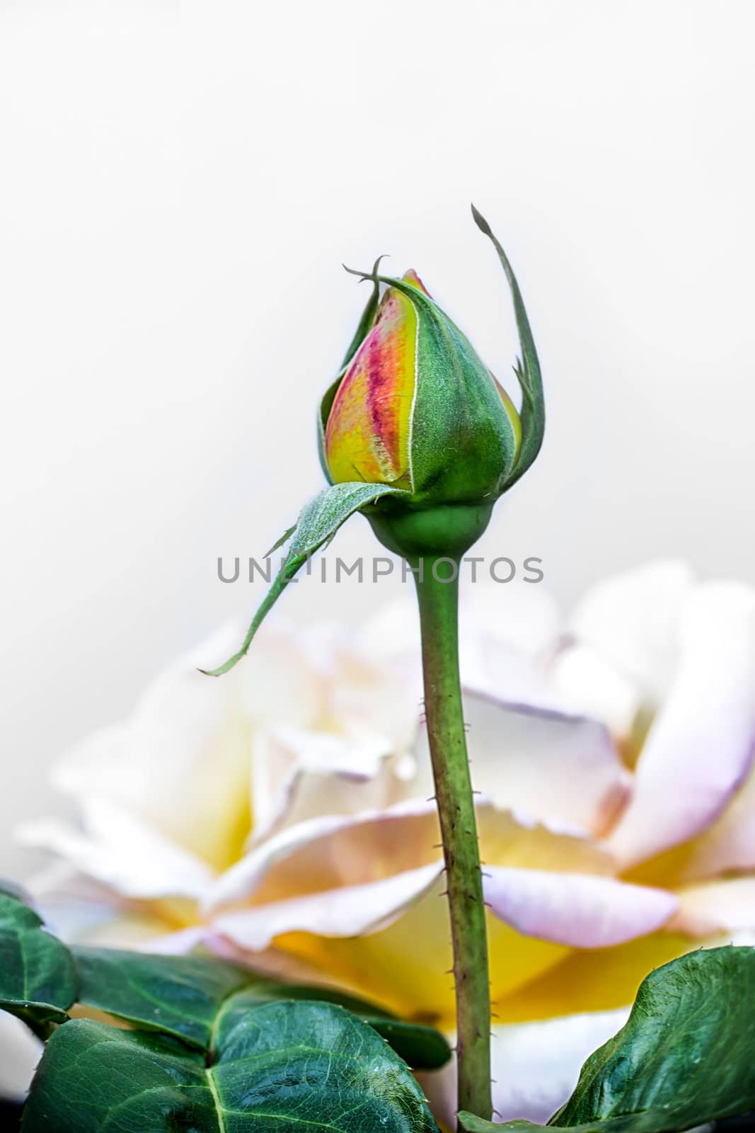 Rose Ready to Bloom by wolterk