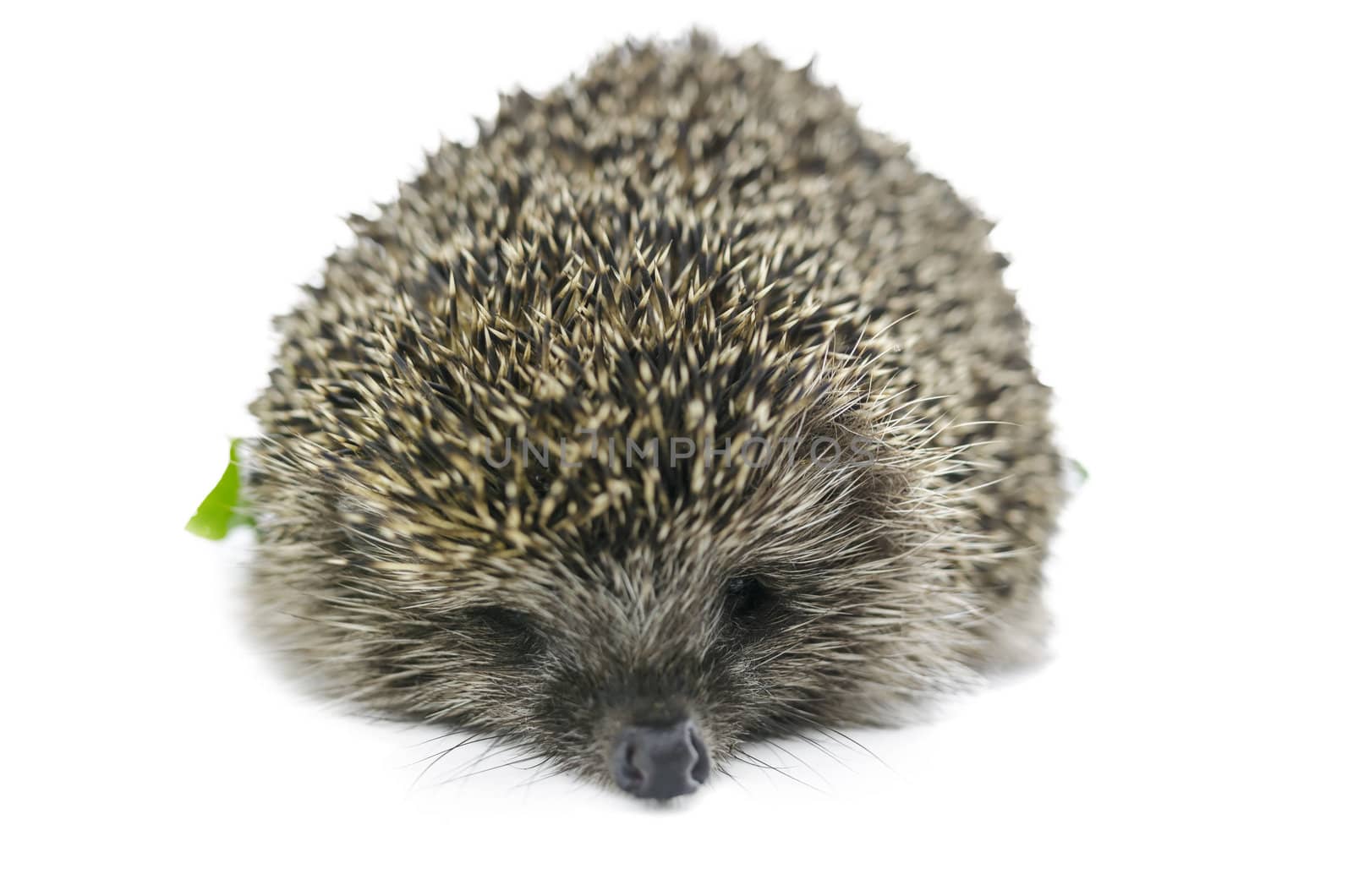 Front view of  hedgehog. Isolated over white background.